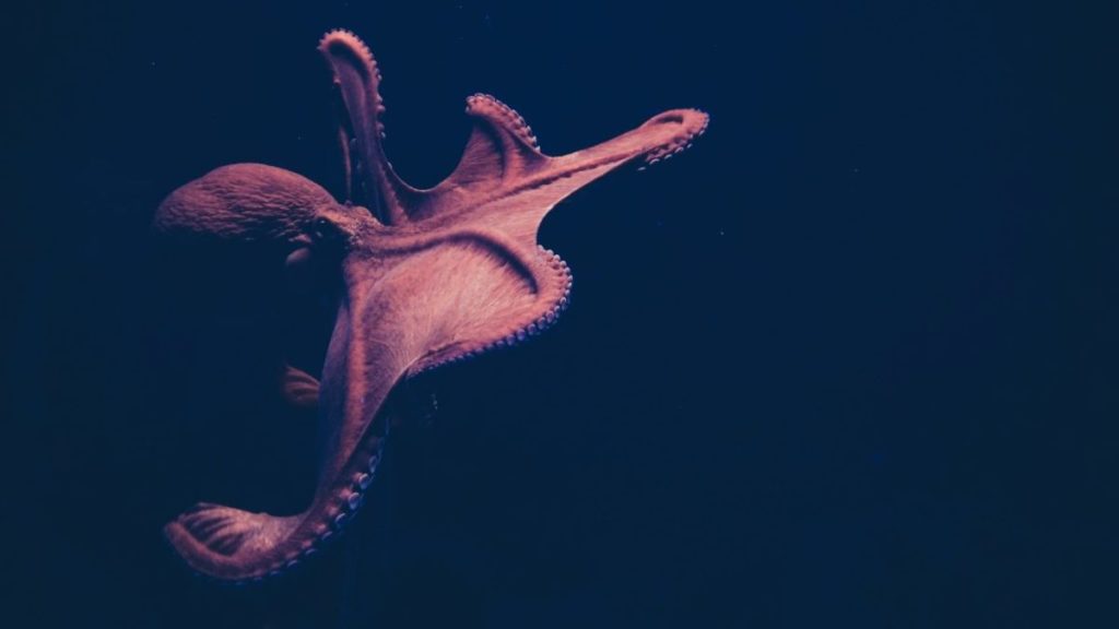 Kraken se hace con la plataforma de staking Staked