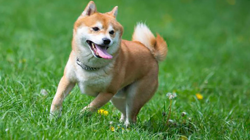 Shiba Inu crashes as the trading volume remains low
