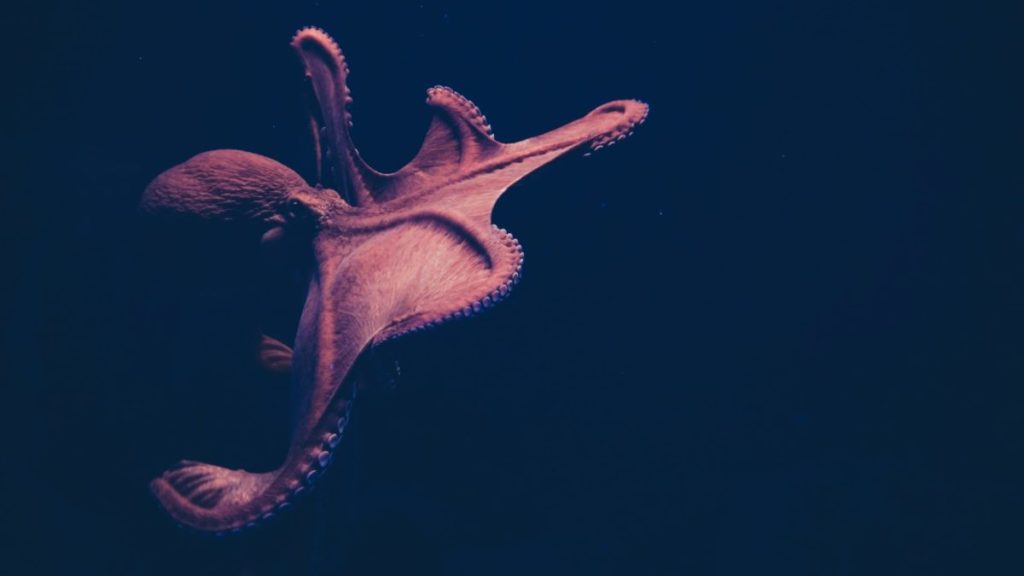 Kraken strikes again; snaps up staking platform Staked