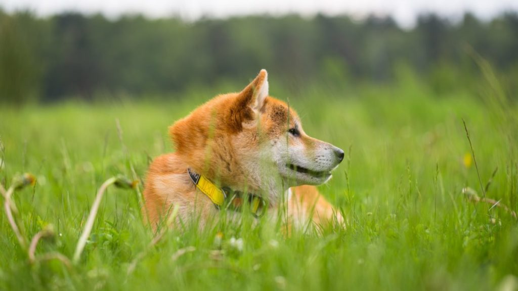 Memecoin Shiba Inu devs announces the first phase of DOGGY DAO