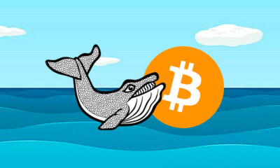 Bitcoin Whales on the Move
