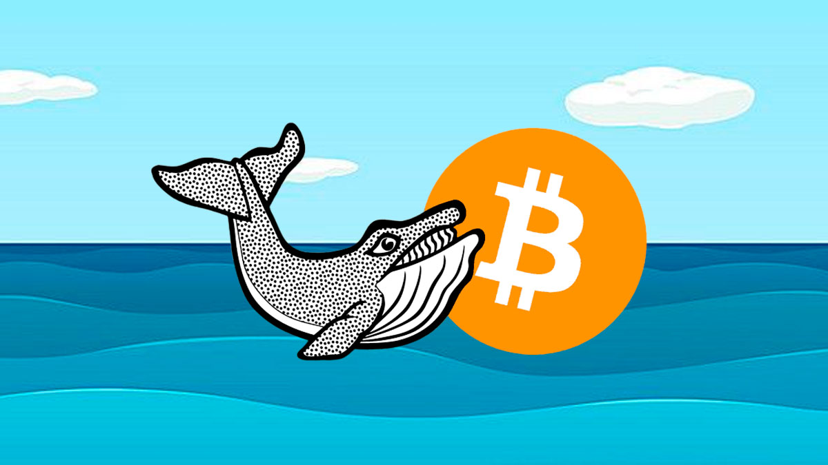 Bitcoin Whales on the Move